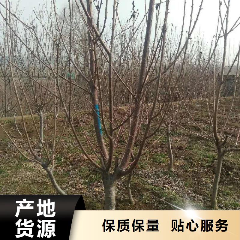 杏_瑪瑙紅石榴苗打造行業品質