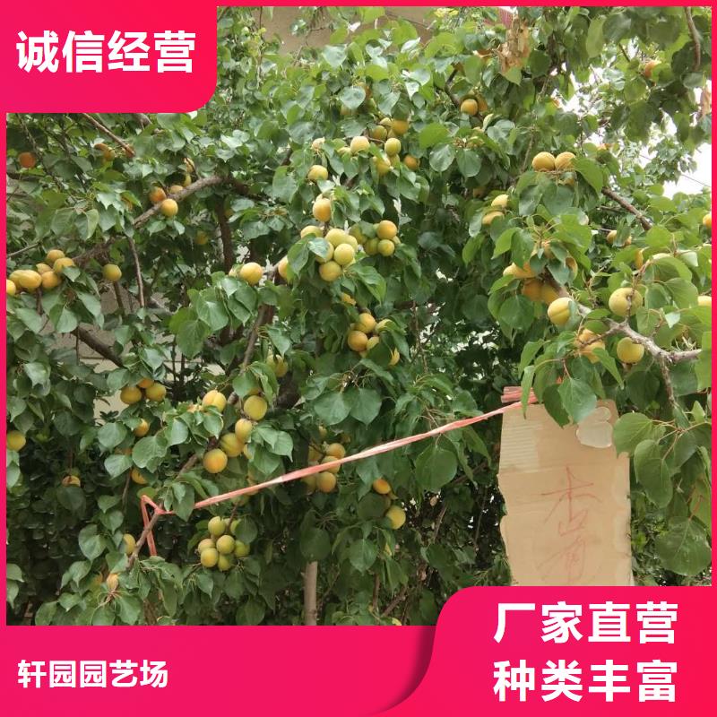 杏-梨樹苗庫存齊全廠家直供
