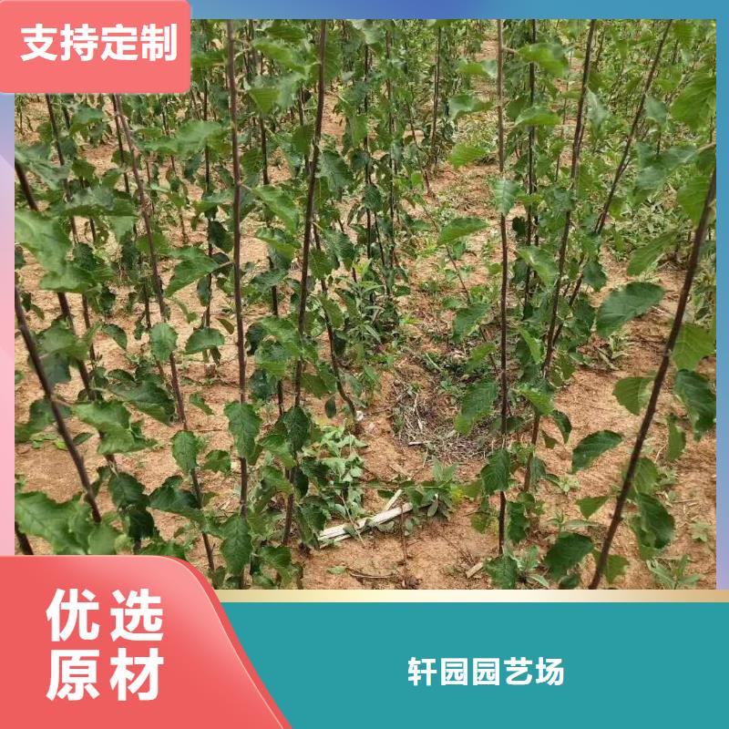 杏櫻桃苗質量不佳盡管來找我
