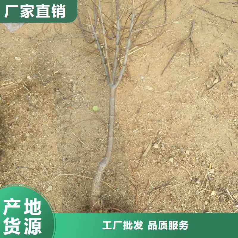 【杏】,杏樹苗一對一為您服務(wù)