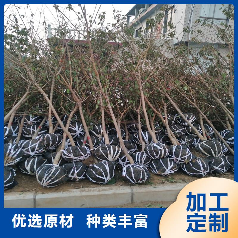 杏櫻桃苗質量不佳盡管來找我