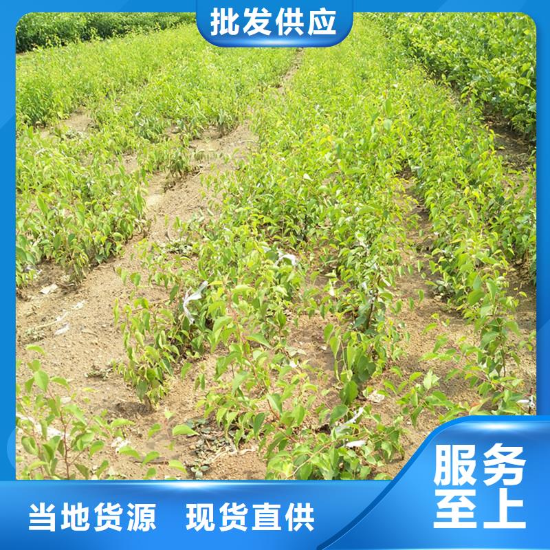 杏-梨樹苗庫存齊全廠家直供
