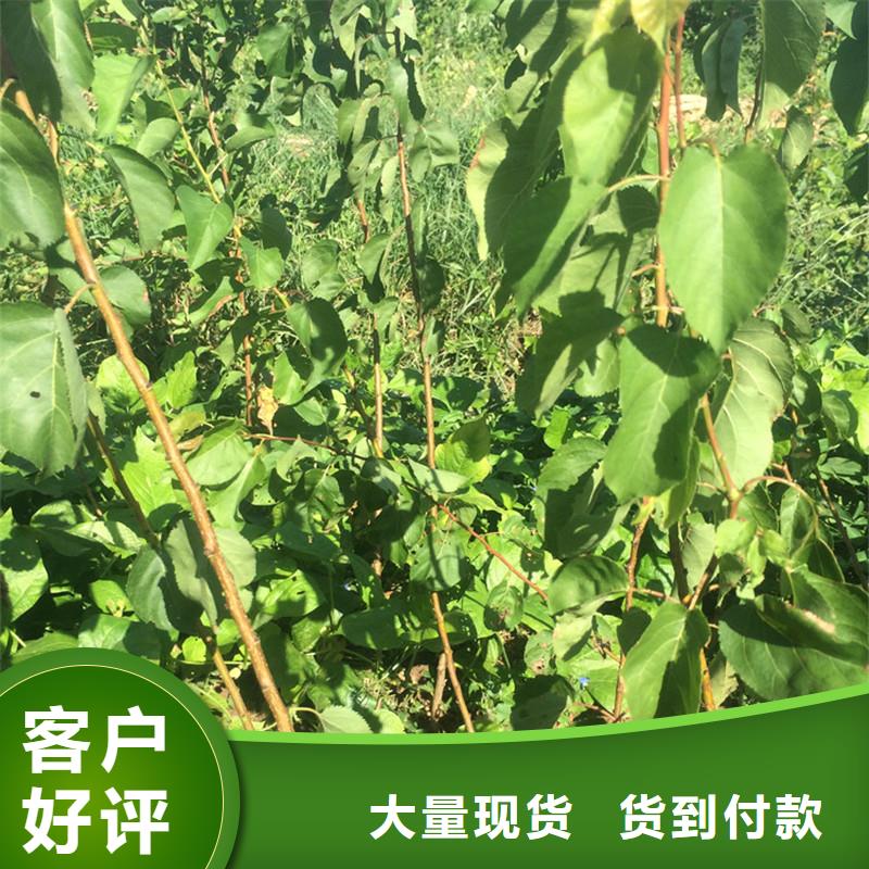 杏西瓜苗材質實在