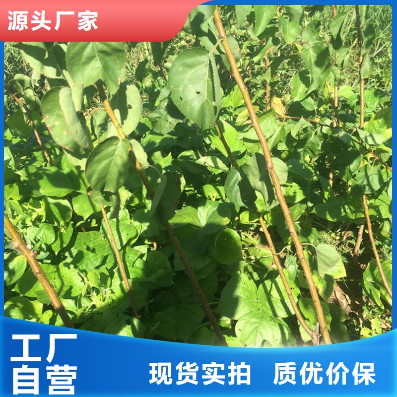 【杏蘋果苗常年供應】