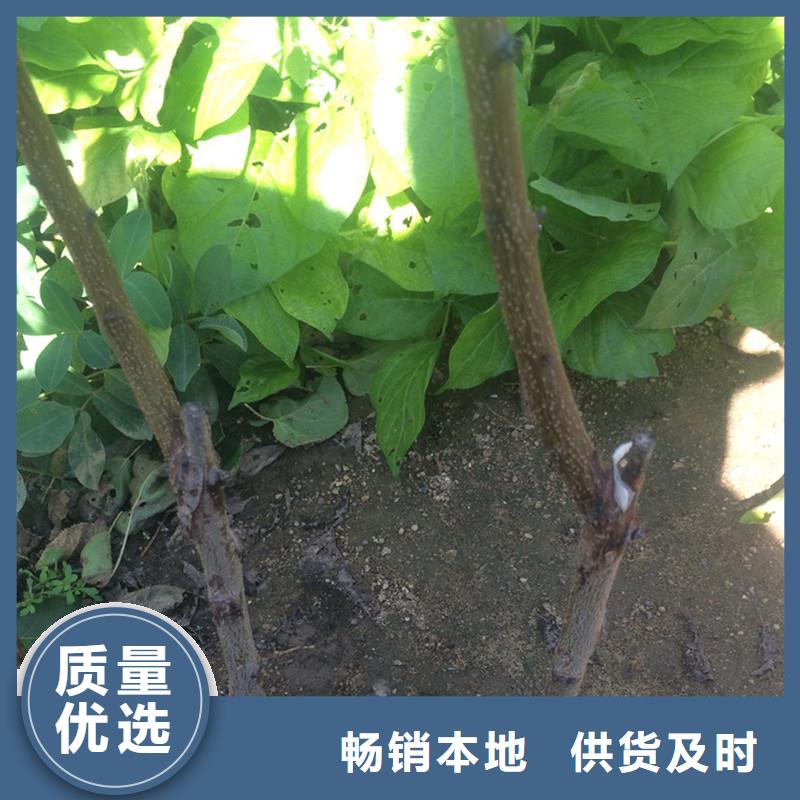杏_瑪瑙紅石榴苗打造行業品質