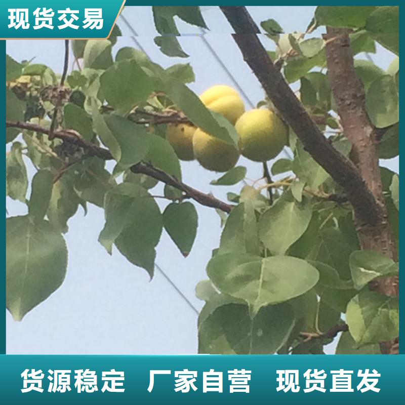 杏,紅顏草莓放心選購(gòu)