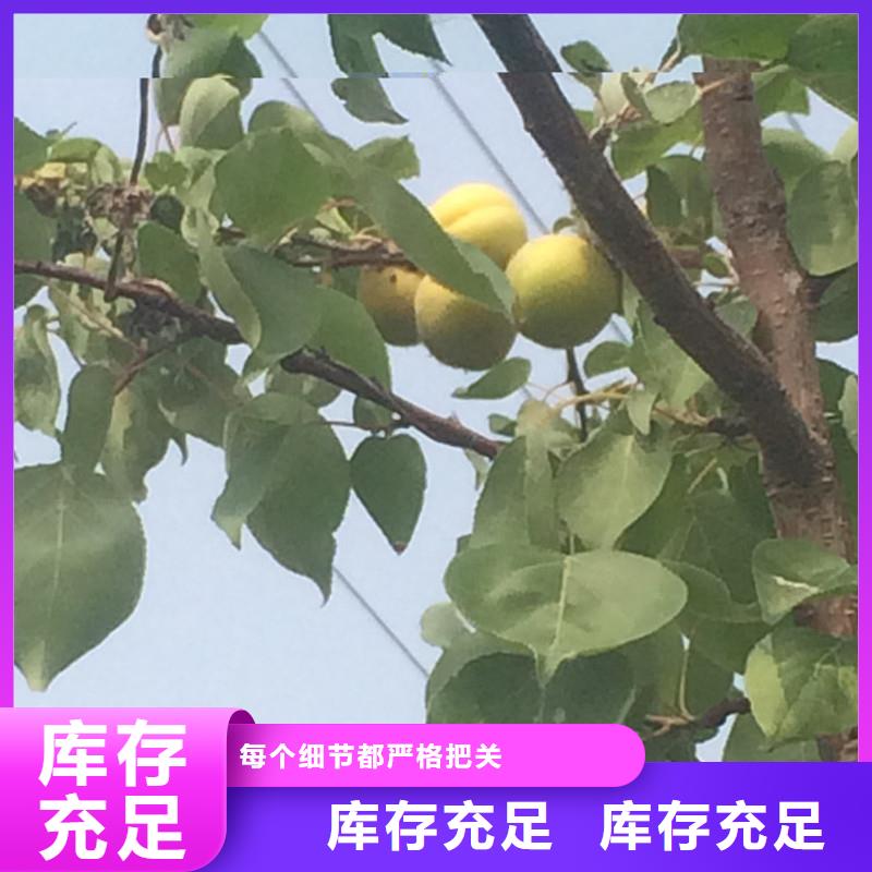 【杏蘋果苗常年供應】