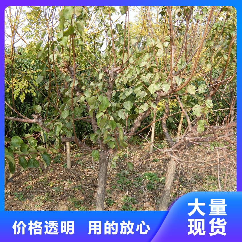 杏梨樹苗品質(zhì)信得過