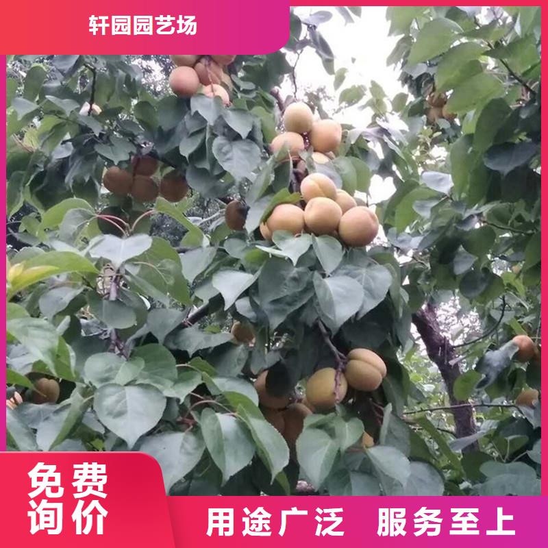 杏苹果苗精品优选