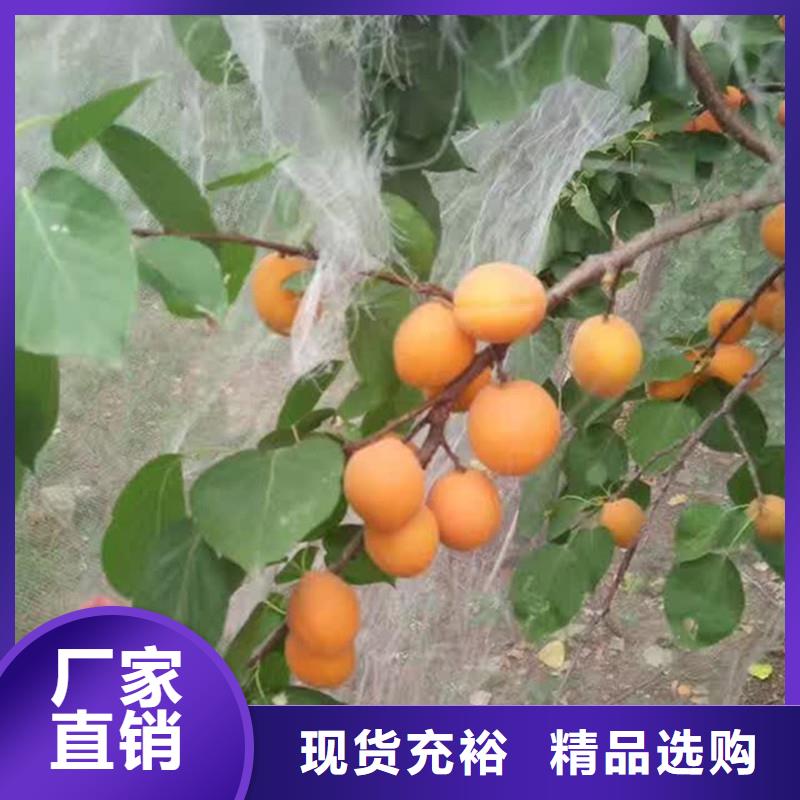 【杏】,杏樹苗一對一為您服務(wù)