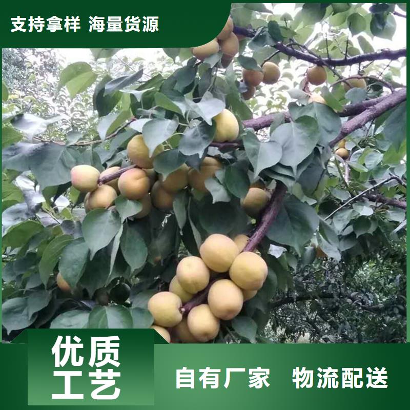 杏-梨樹苗庫存齊全廠家直供