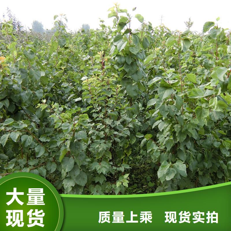 杏梨樹苗品質(zhì)信得過