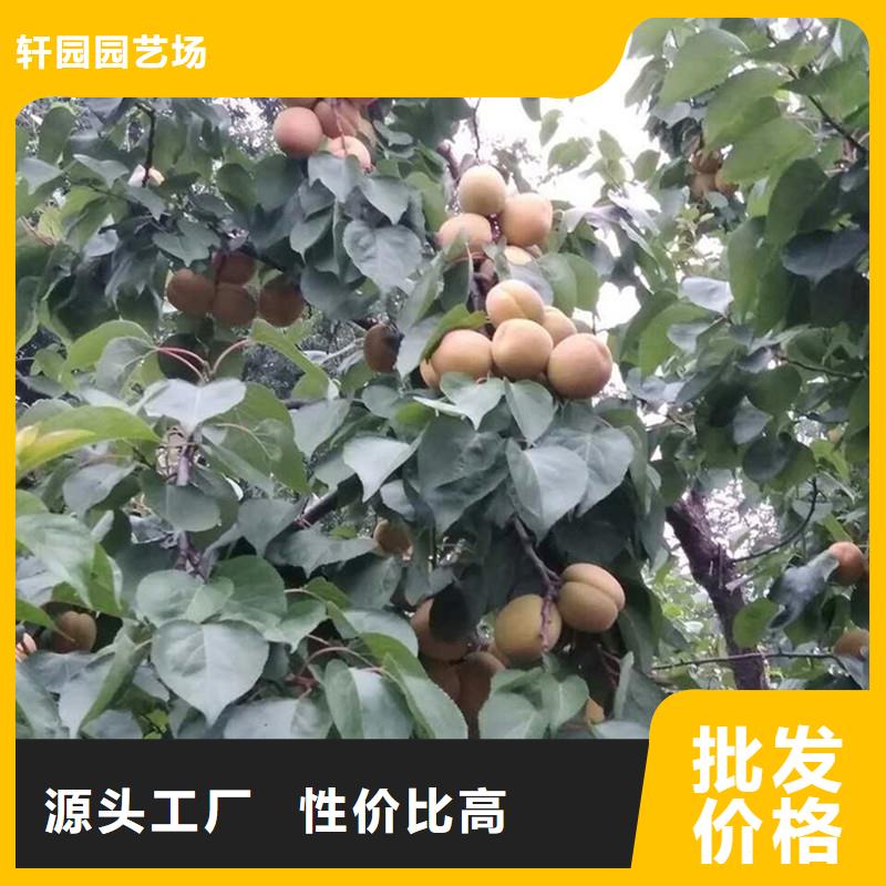 杏-梨樹苗庫存齊全廠家直供