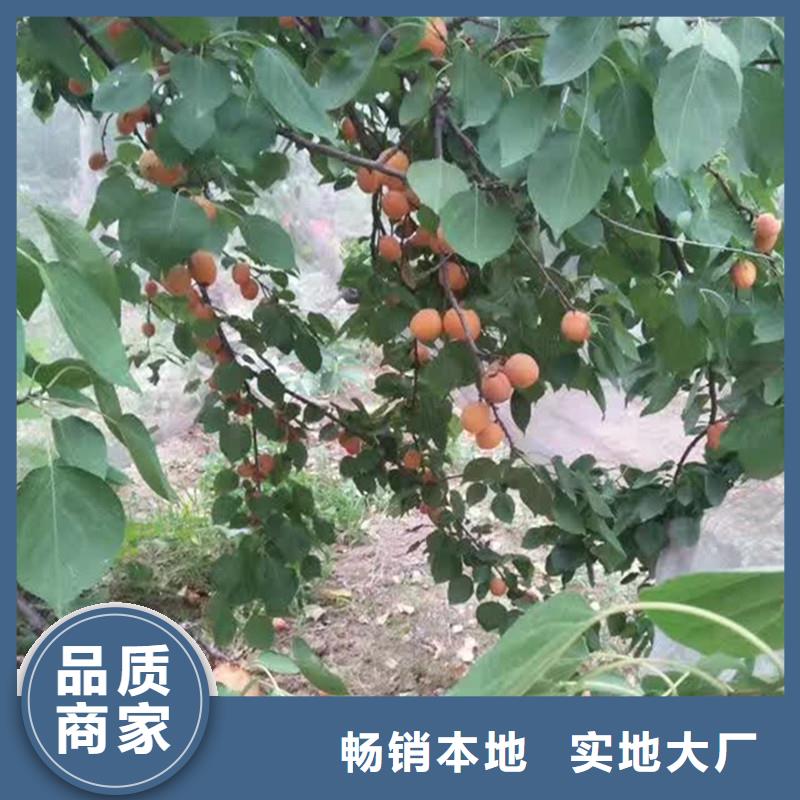 杏_瑪瑙紅石榴苗打造行業品質