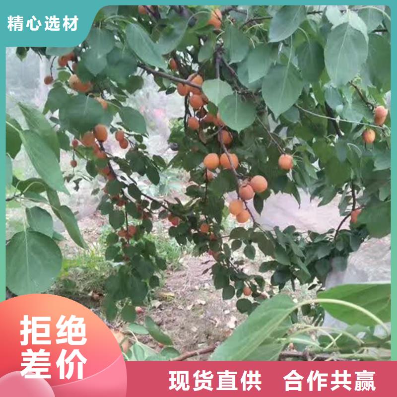 杏苹果苗使用方法