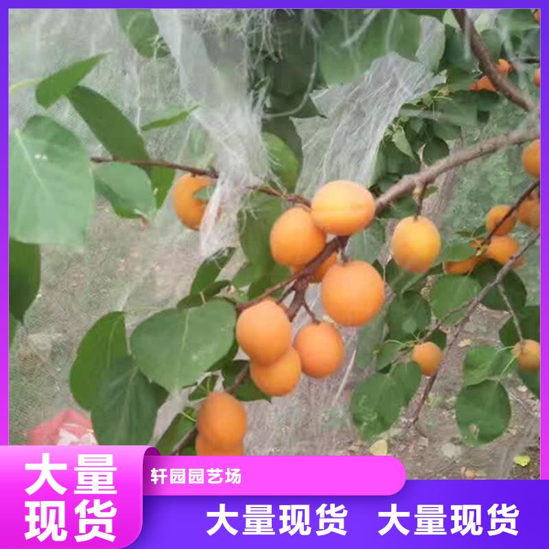 【杏】桃树苗源厂定制