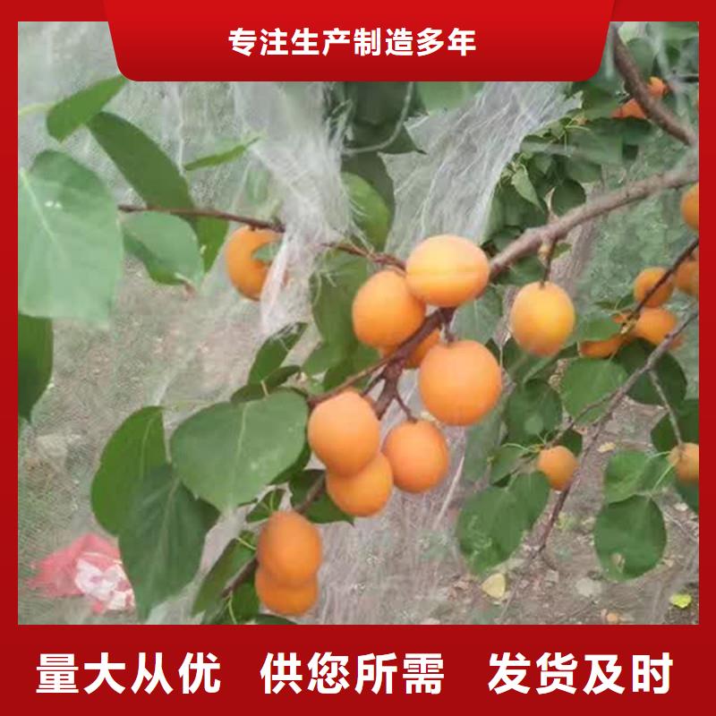 杏-梨樹苗庫存齊全廠家直供