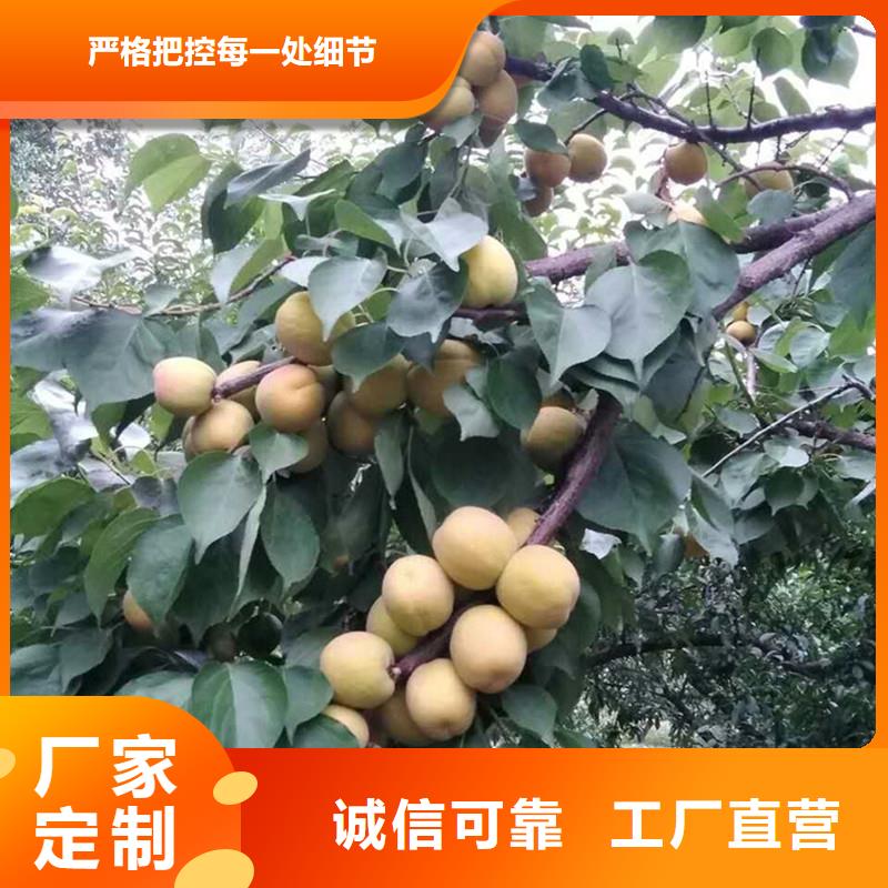 杏西瓜苗材質實在