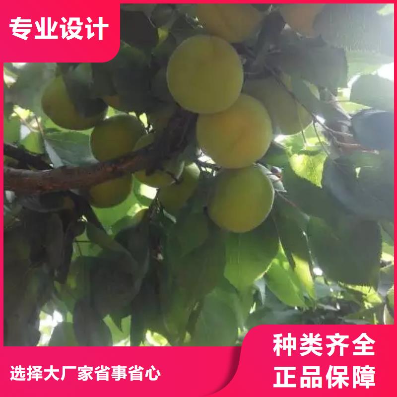 杏_【草莓苗】实体厂家