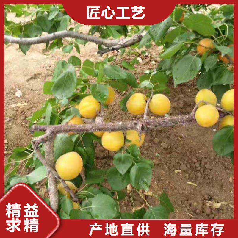 杏梨樹苗品質(zhì)信得過