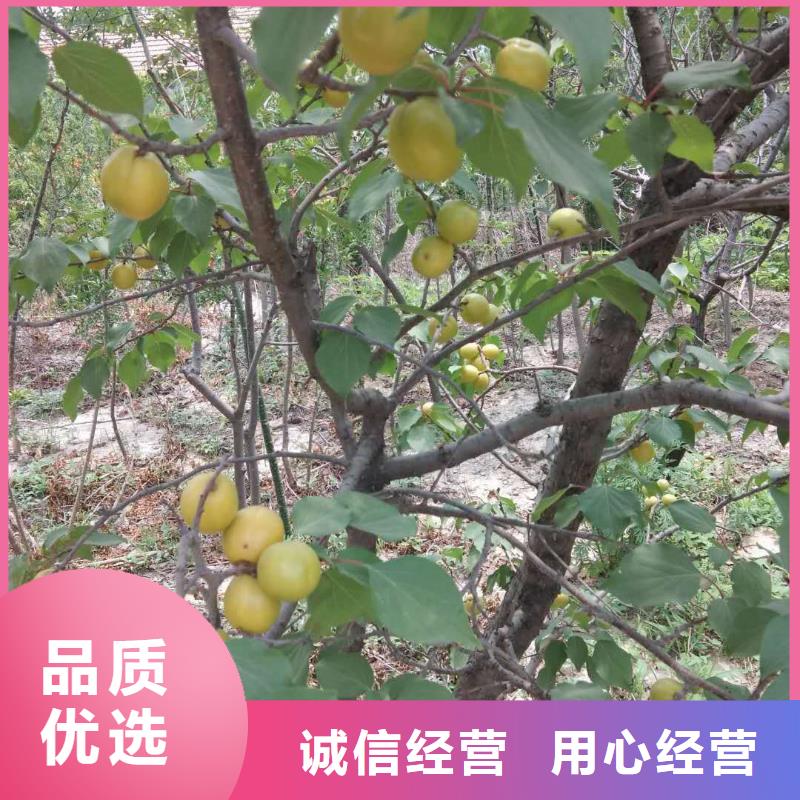 杏梨樹苗品質(zhì)信得過