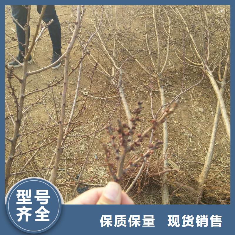 杏苹果苗使用方法