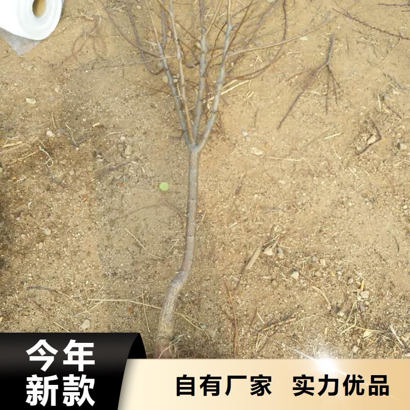 杏树苗种植基地细节决定品质《轩园》