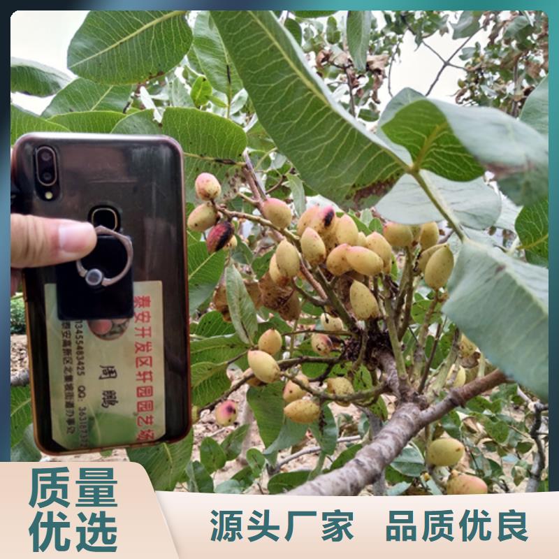 開心果,紅顏草莓好貨采購