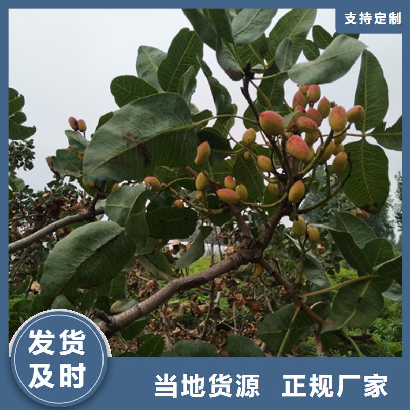 開心果櫻桃苗廠家直發(fā)