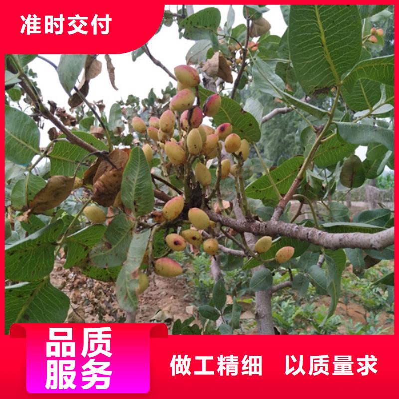 開心果,紅顏草莓好貨采購