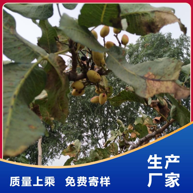 【開(kāi)心果】蘋(píng)果苗匠心制造