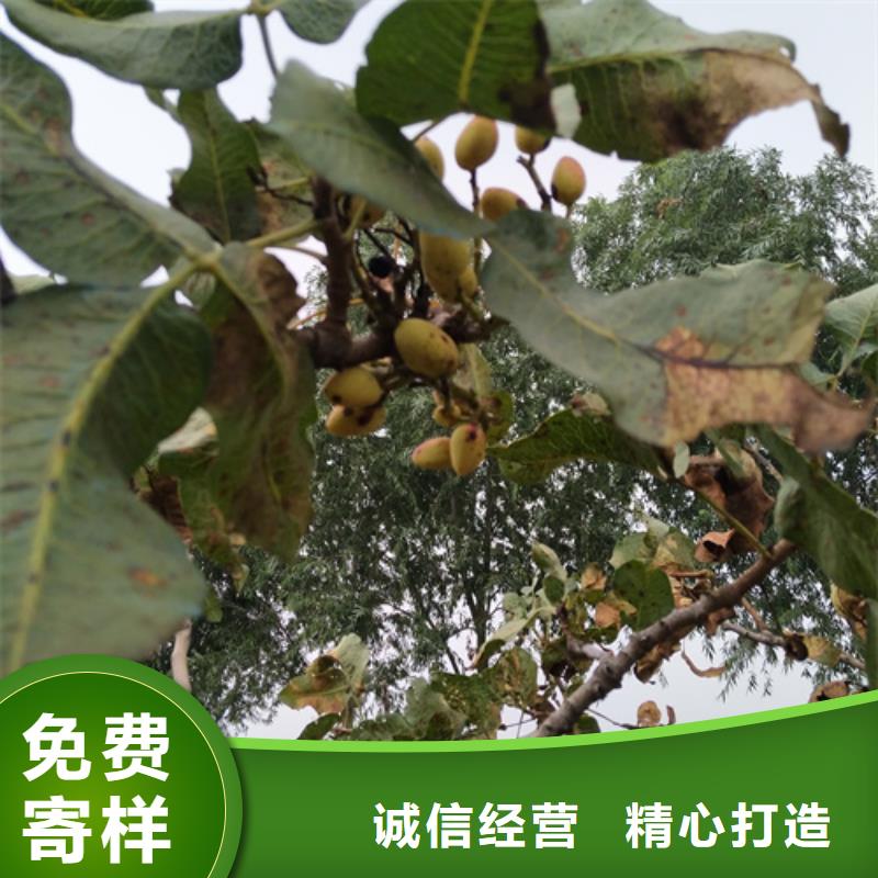 開心果,紅顏草莓好貨采購