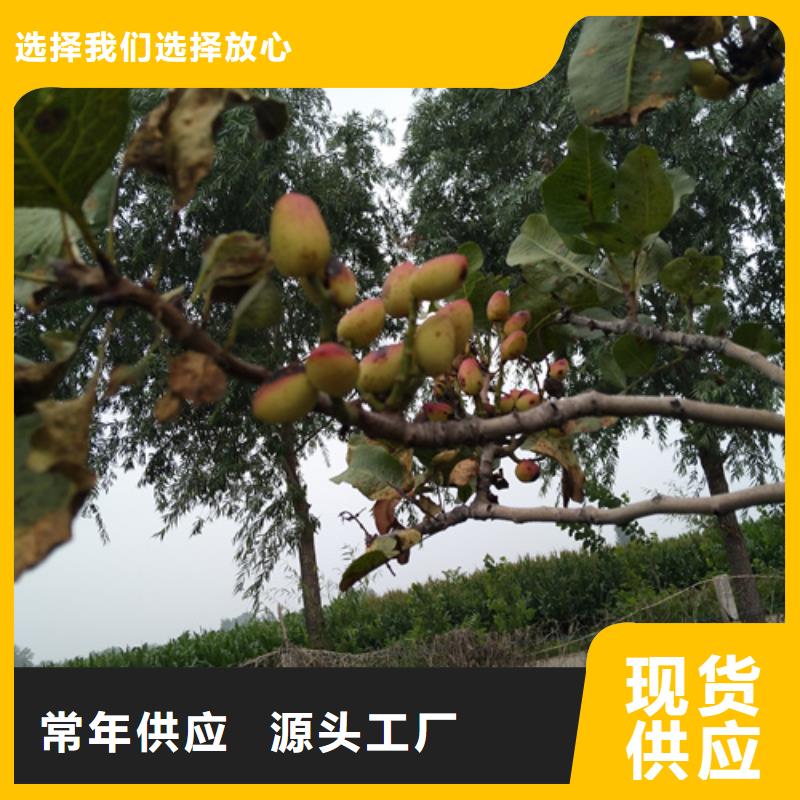 開心果櫻桃苗廠家直發