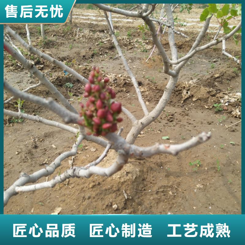 開心果,紅顏草莓好貨采購