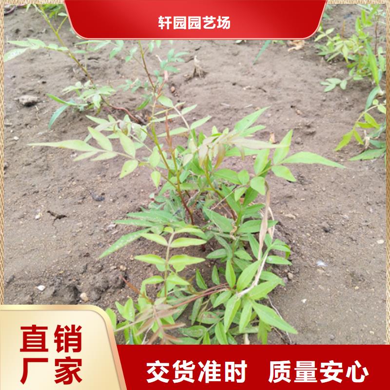 開心果_板栗苗供您所需