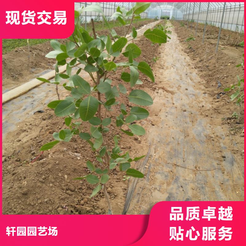 開心果櫻桃苗廠家直發(fā)