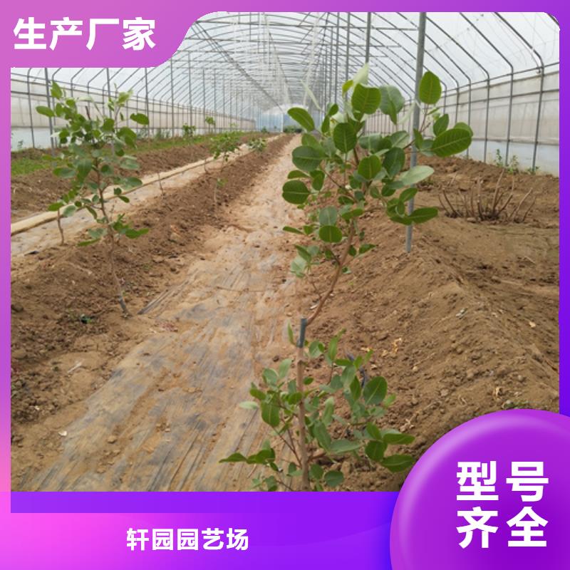 開心果蘋果苗用心做品質