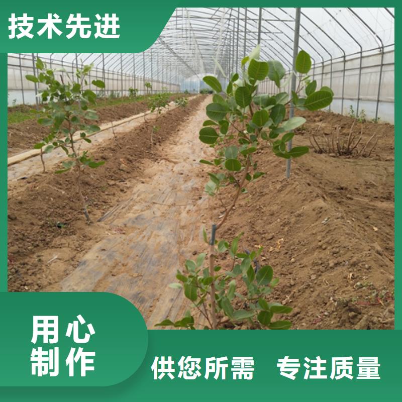 【開(kāi)心果】蘋(píng)果苗匠心制造