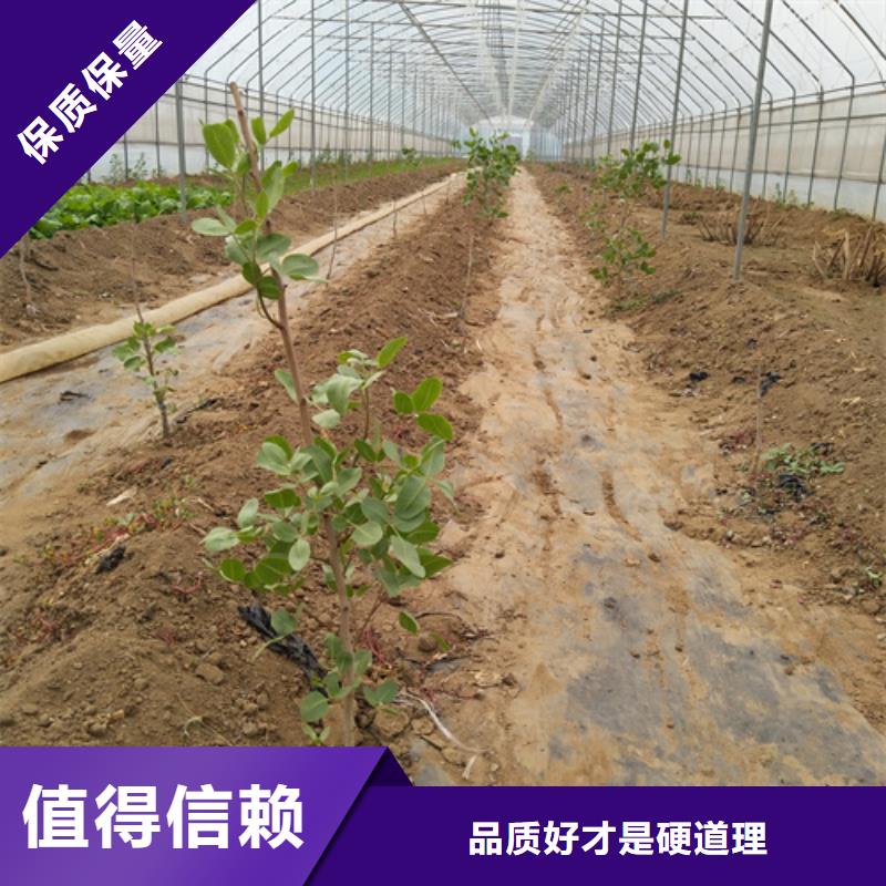 開心果_板栗苗供您所需