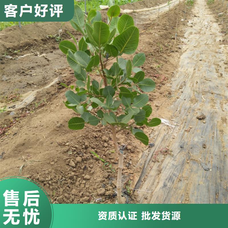 開心果櫻桃苗廠家直發