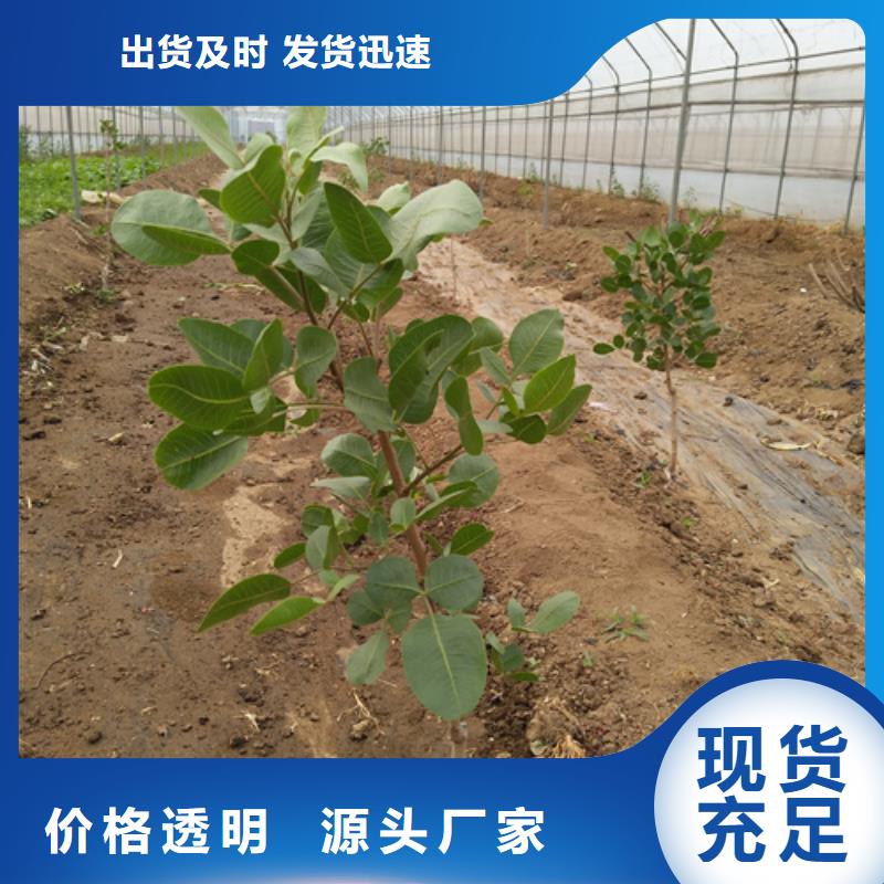 【開(kāi)心果】蘋(píng)果苗匠心制造