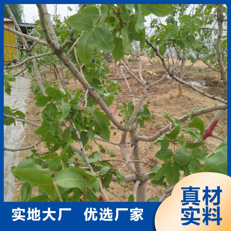 開心果櫻桃苗廠家直發
