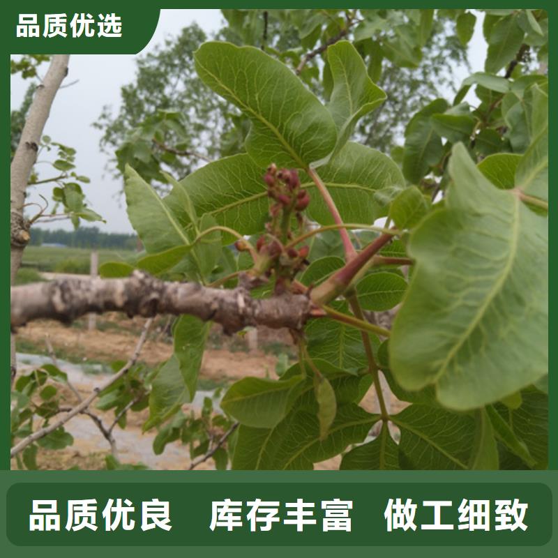 開心果_板栗苗供您所需