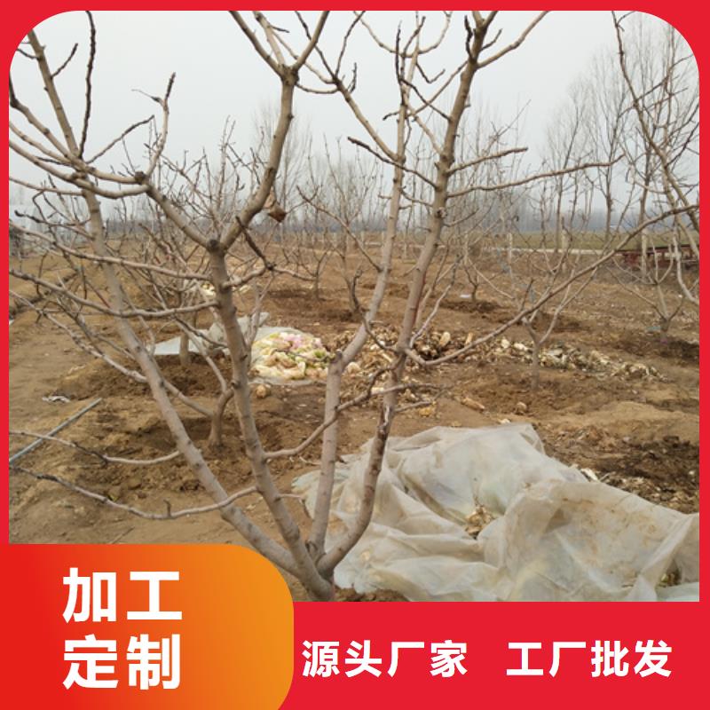 【開(kāi)心果】蘋(píng)果苗匠心制造