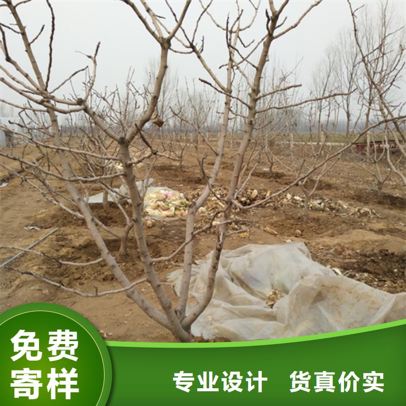 開心果_板栗苗供您所需