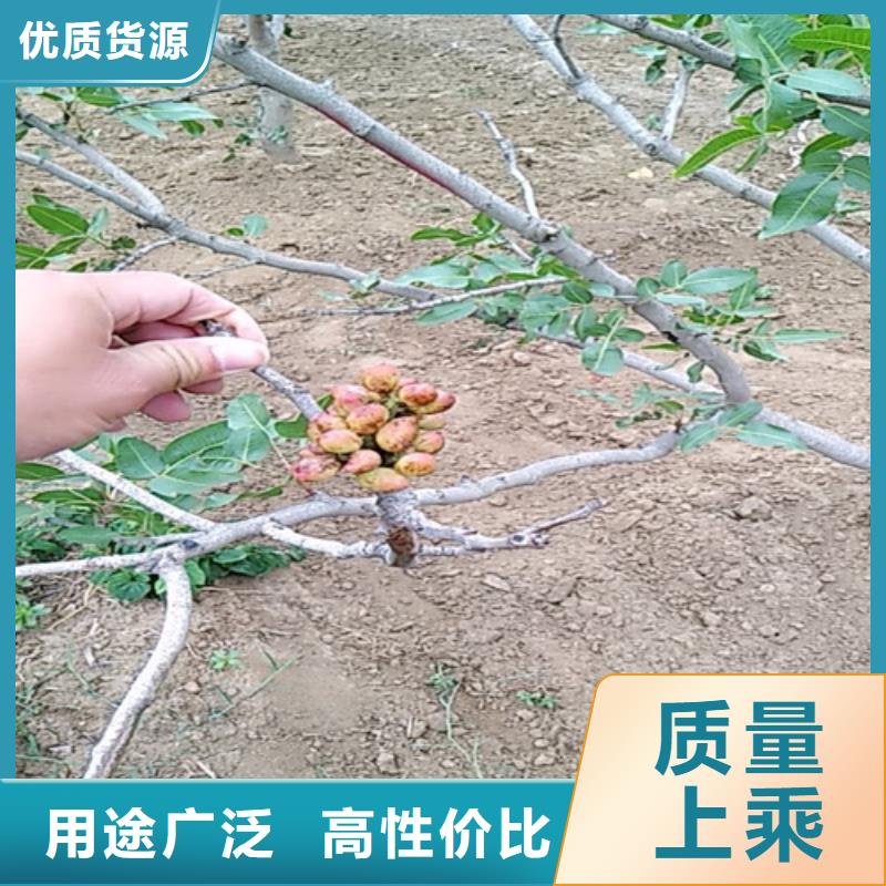 開心果,紅顏草莓好貨采購
