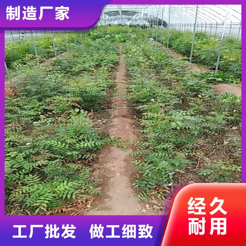 開心果蘋果苗使用方法