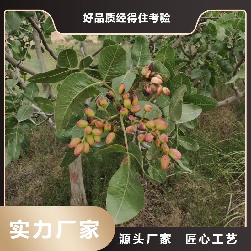 開心果,紅顏草莓好貨采購
