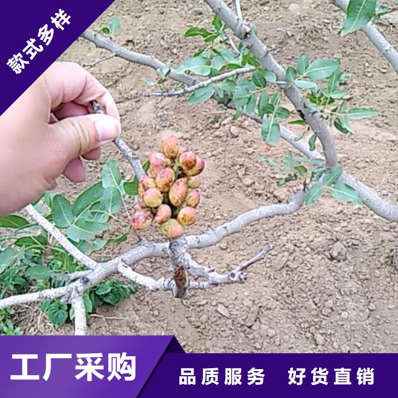 开心果苗可定制{轩园}种植基地