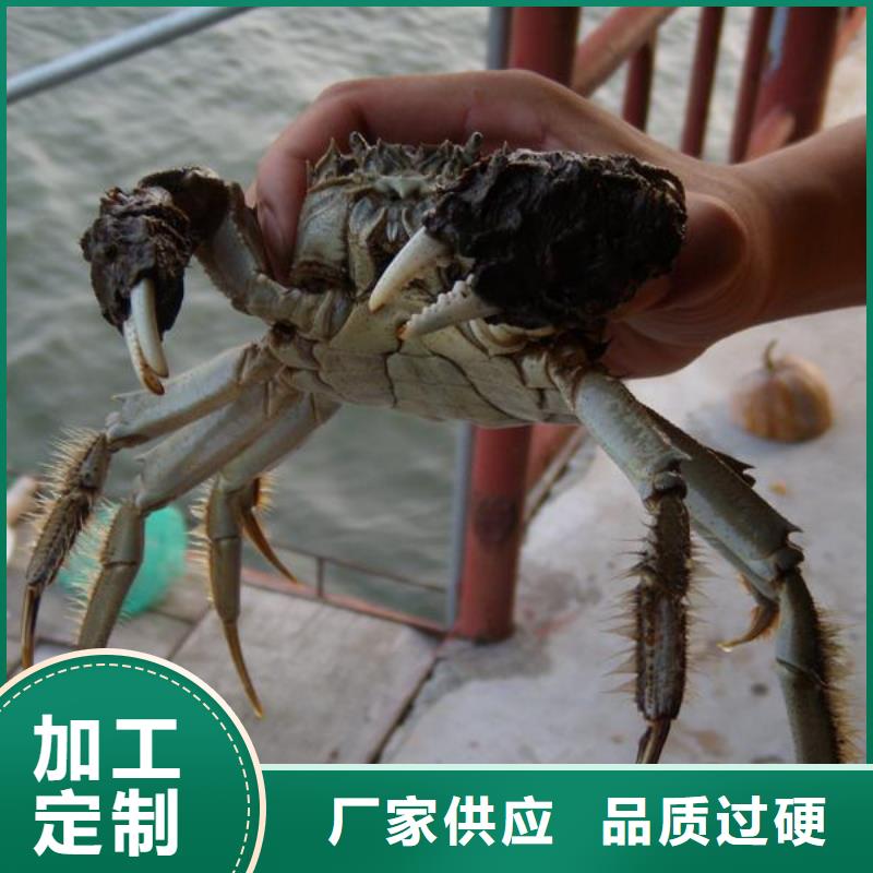 本土<顾记>打螃蟹-专注打螃蟹十多年
